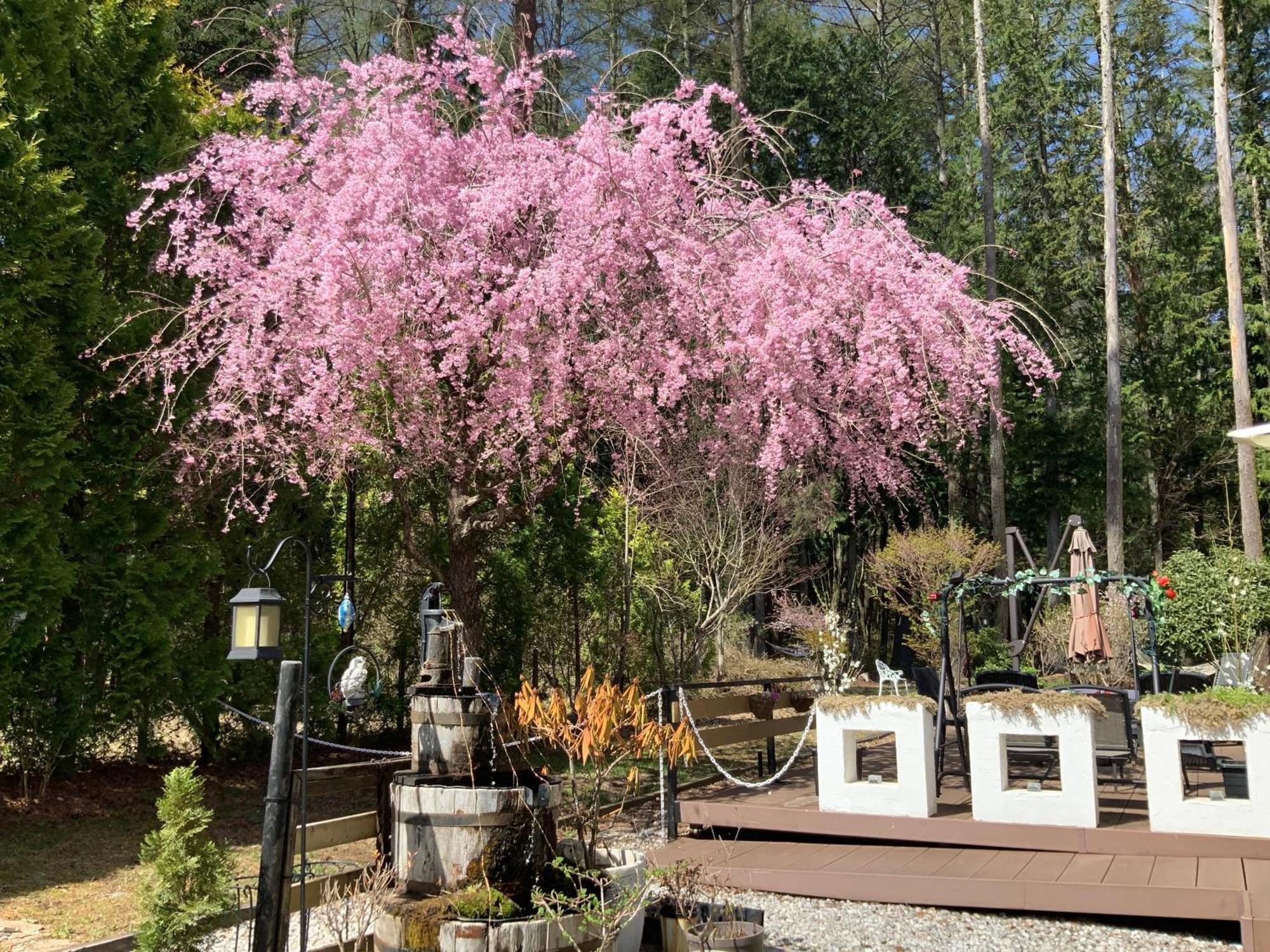 Kakureyado Fujikawaguchiko Bed & Breakfast Eksteriør bilde